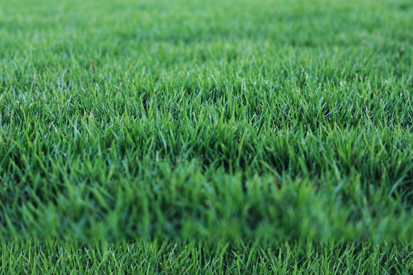 Drought-tolerant turf in Harlingen, TX